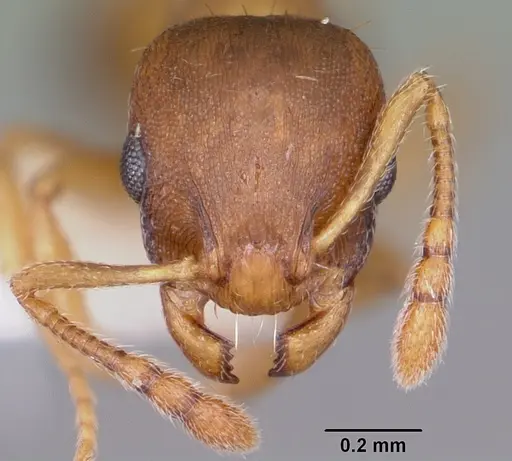 Temnothorax ambiguus - CASENT0104803