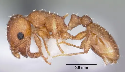 Temnothorax ambiguus - CASENT0104803