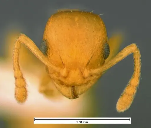 Temnothorax ambiguus - CASENT0105539
