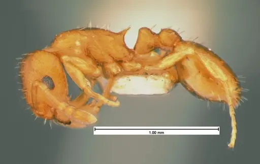 Temnothorax ambiguus - CASENT0105539
