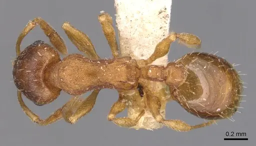 Temnothorax ambiguus - CASENT0904763