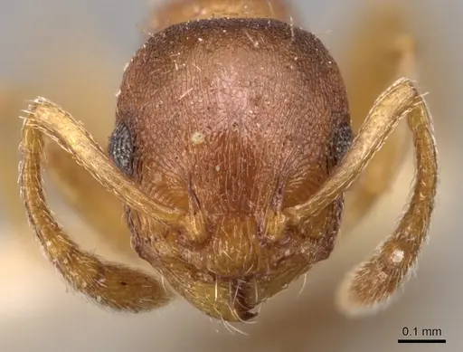 Temnothorax ambiguus - CASENT0904763