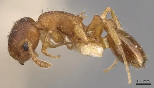 Temnothorax ambiguus - CASENT0904763