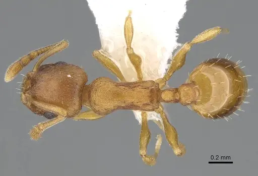 Temnothorax ambiguus - CASENT0915985
