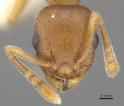 Temnothorax ambiguus - CASENT0915985