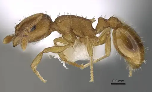 Temnothorax ambiguus - CASENT0915985