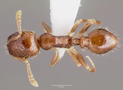 Temnothorax americanus specimen