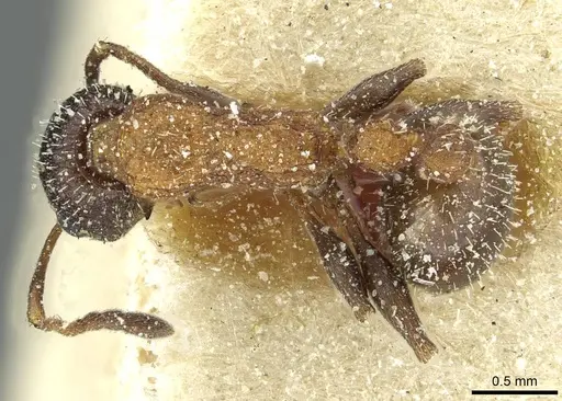 Temnothorax anacanthus specimen