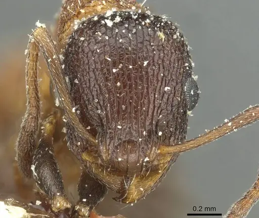 Temnothorax anacanthus specimen