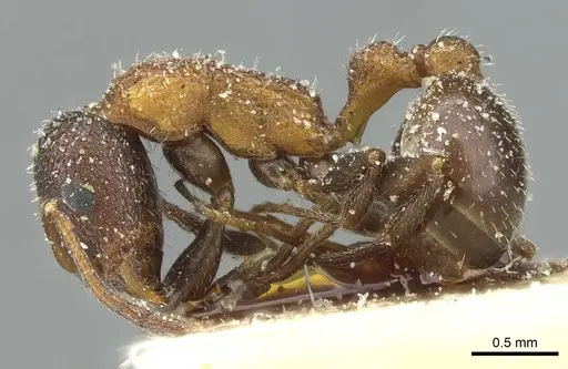 Temnothorax anacanthus specimen