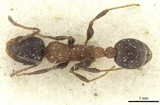 Temnothorax anacanthus - CASENT0912892