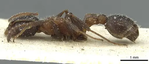 Temnothorax anacanthus - CASENT0912892