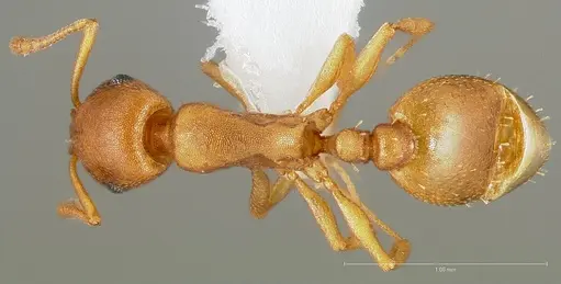 Temnothorax anaphalantus specimen