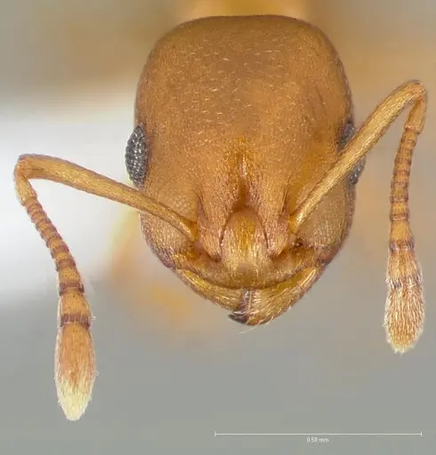 Temnothorax anaphalantus specimen