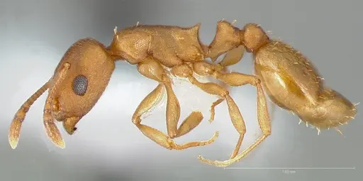Temnothorax anaphalantus specimen