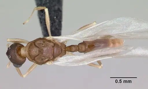 Temnothorax anaphalantus - CASENT0118167