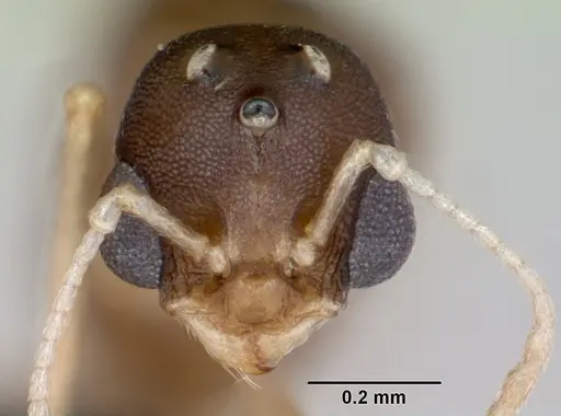 Temnothorax anaphalantus - CASENT0118167