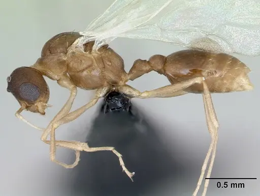 Temnothorax anaphalantus - CASENT0118167