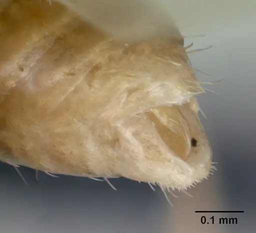 Temnothorax anaphalantus - CASENT0118167