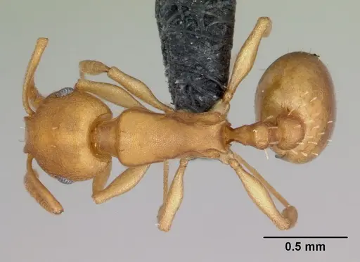 Temnothorax anaphalantus - CASENT0118168