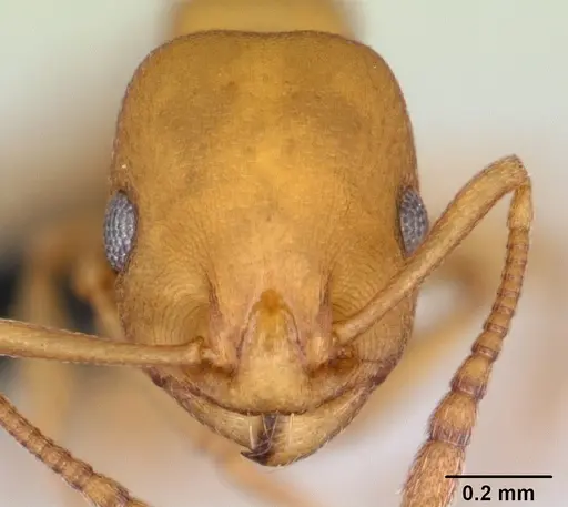 Temnothorax anaphalantus - CASENT0118168