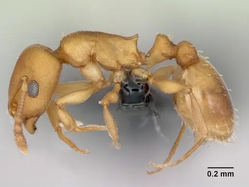 Temnothorax anaphalantus - CASENT0118168