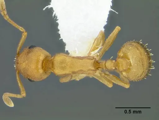 Temnothorax anaphalantus - CASENT0339237