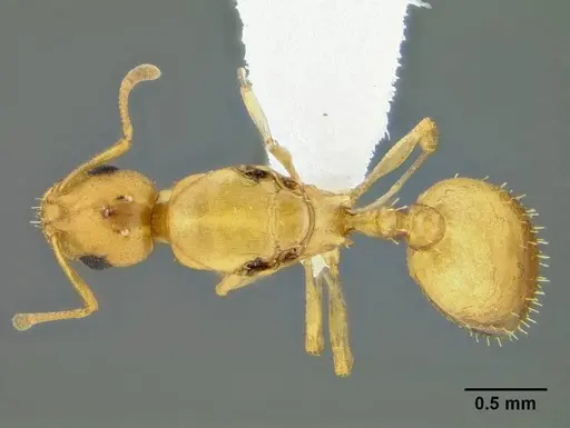 Temnothorax anaphalantus - CASENT0339237