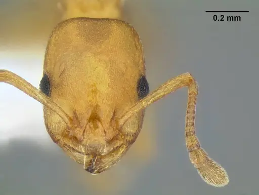 Temnothorax anaphalantus - CASENT0339237