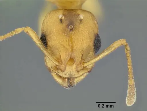 Temnothorax anaphalantus - CASENT0339237