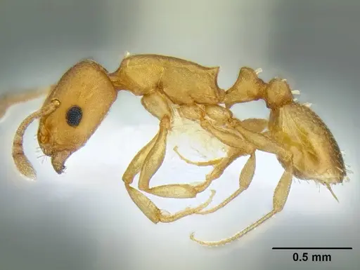 Temnothorax anaphalantus - CASENT0339237
