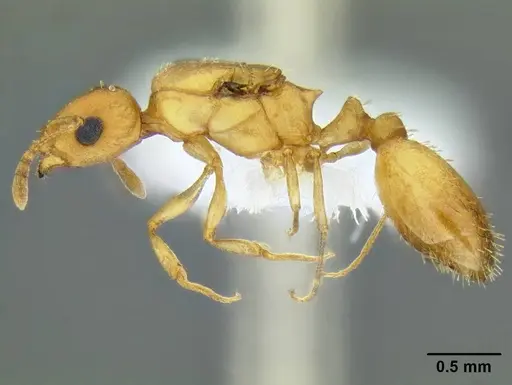 Temnothorax anaphalantus - CASENT0339237