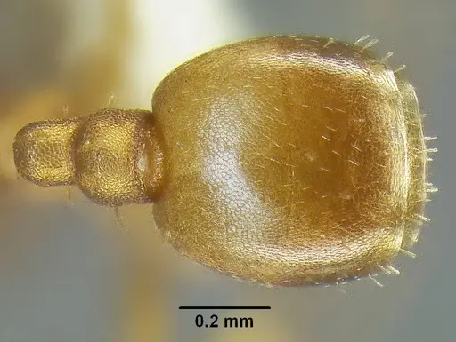 Temnothorax anaphalantus - CASENT0339238