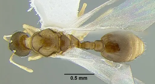 Temnothorax anaphalantus - CASENT0339242