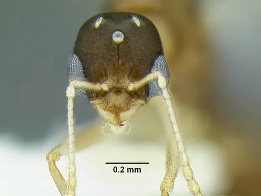 Temnothorax anaphalantus - CASENT0339242
