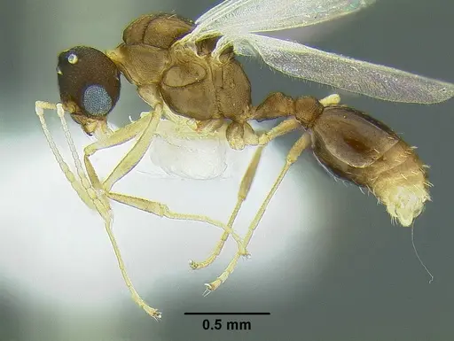 Temnothorax anaphalantus - CASENT0339242