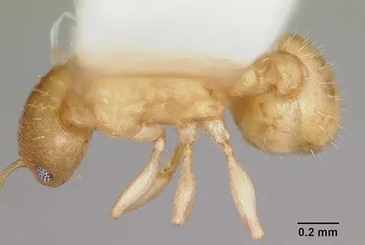 Temnothorax andersoni specimen