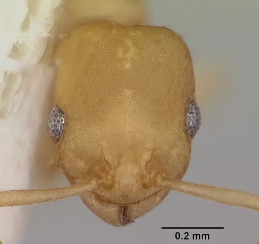 Temnothorax andersoni specimen