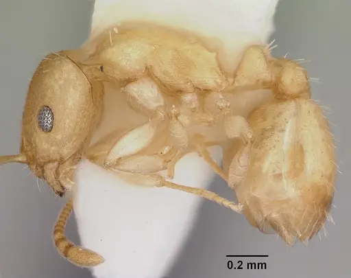 Temnothorax andersoni specimen