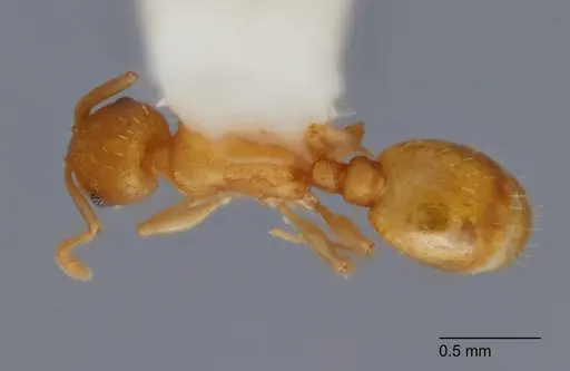 Temnothorax andersoni - UTEPENTO60000