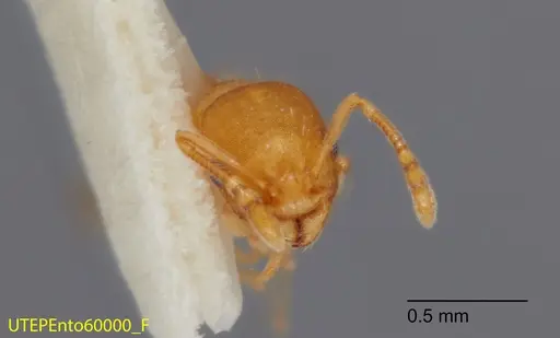 Temnothorax andersoni - UTEPENTO60000