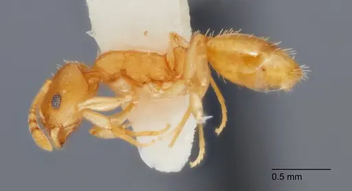 Temnothorax andersoni - UTEPENTO60000