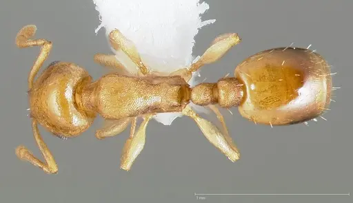 Temnothorax andrei specimen