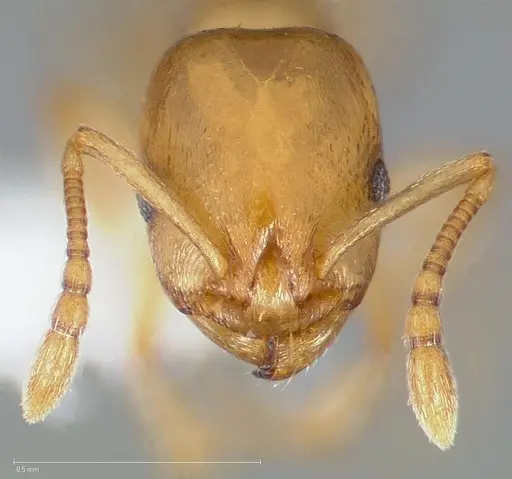 Temnothorax andrei specimen