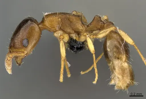 Temnothorax andrei - CASENT0009705