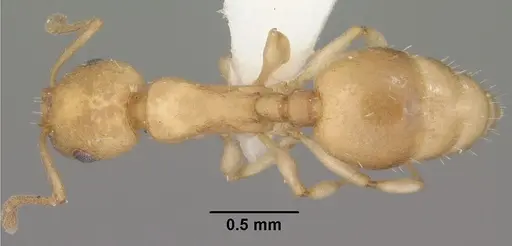 Temnothorax andrei - CASENT0102835