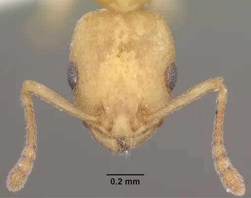 Temnothorax andrei - CASENT0102835