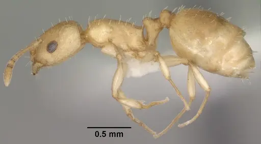 Temnothorax andrei - CASENT0102835