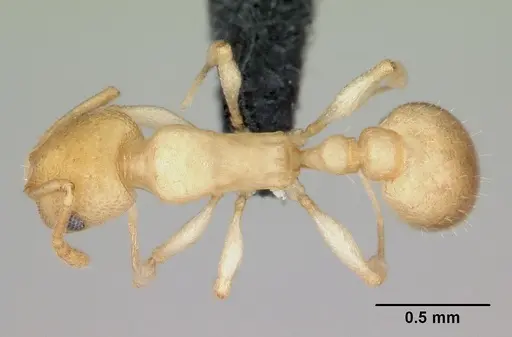 Temnothorax andrei - CASENT0118276