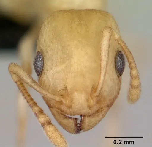 Temnothorax andrei - CASENT0118276